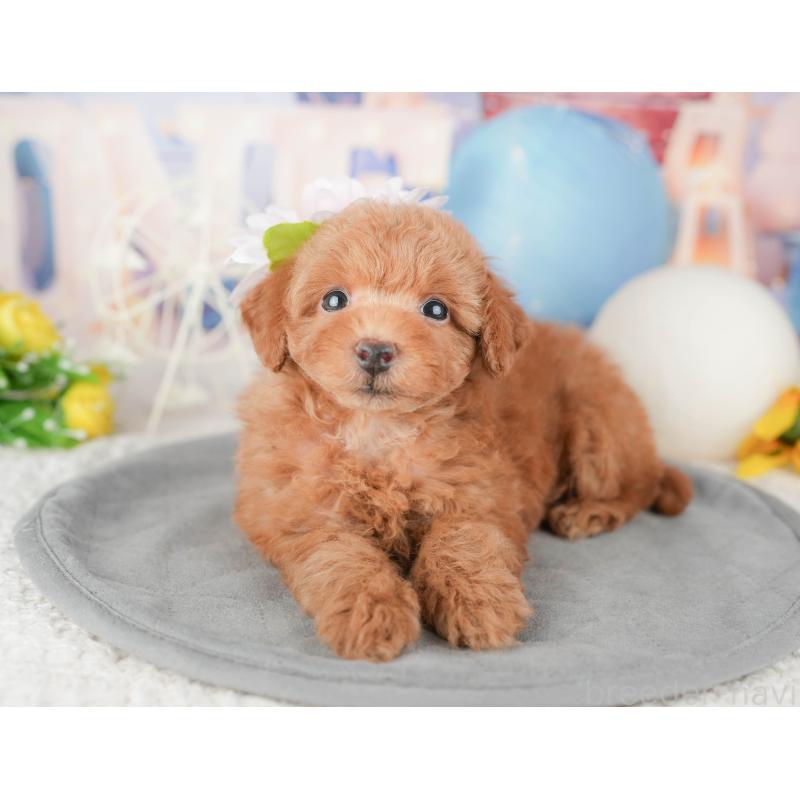 販売中の茨城県のトイプードル-455728の8枚目