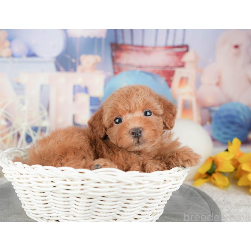 販売中の茨城県のトイプードル-455728の5枚目