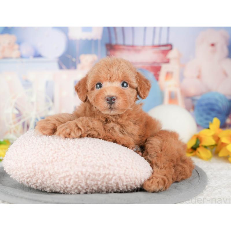 販売中の茨城県のトイプードル-455728の3枚目