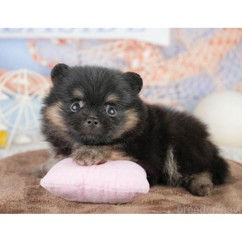 販売中の茨城県のポメラニアン-455634の11枚目