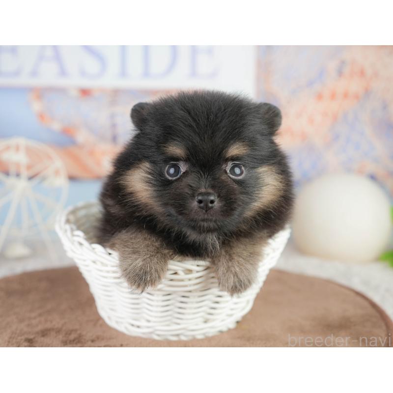 販売中の茨城県のポメラニアン-455634の8枚目