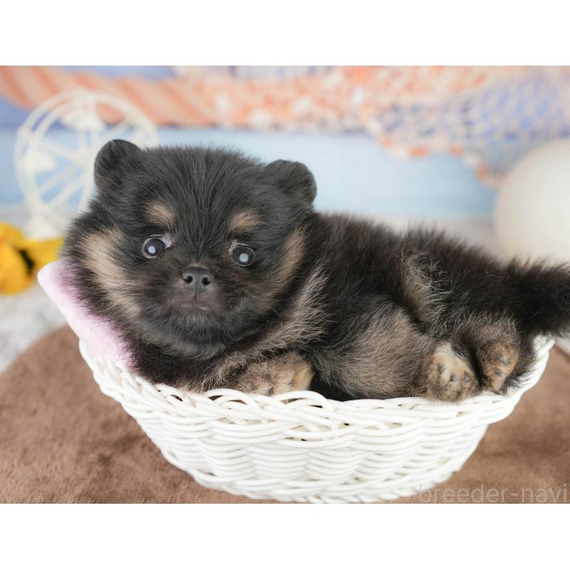 販売中の茨城県のポメラニアン-455634の5枚目