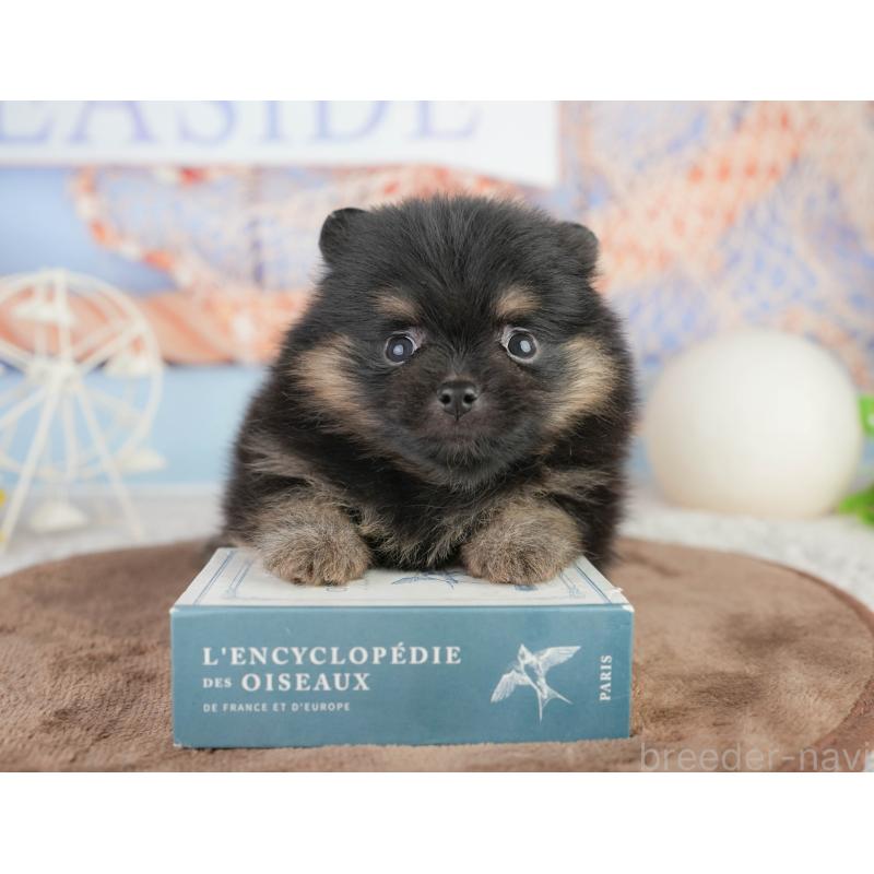 販売中の茨城県のポメラニアン-455634の3枚目