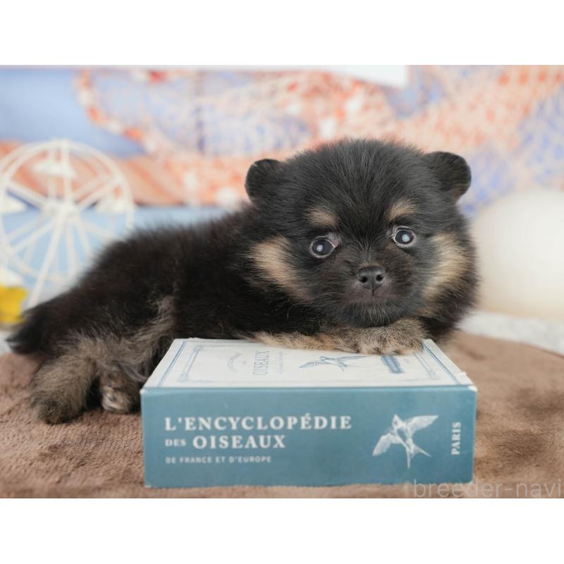 販売中の茨城県のポメラニアン-455634の2枚目