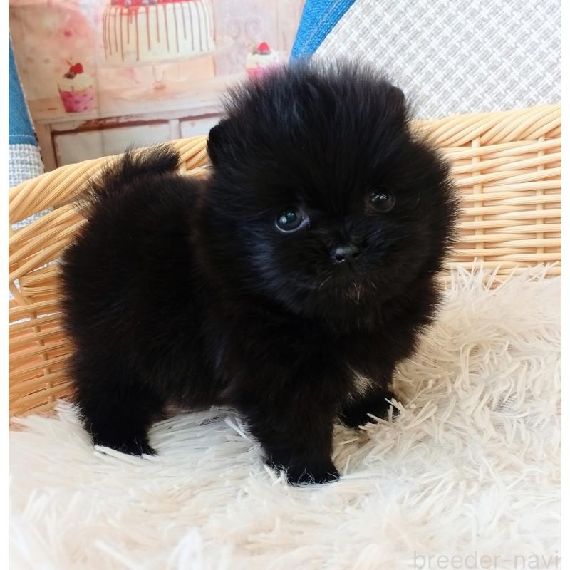 商談中の和歌山県のポメラニアン-455436の5枚目