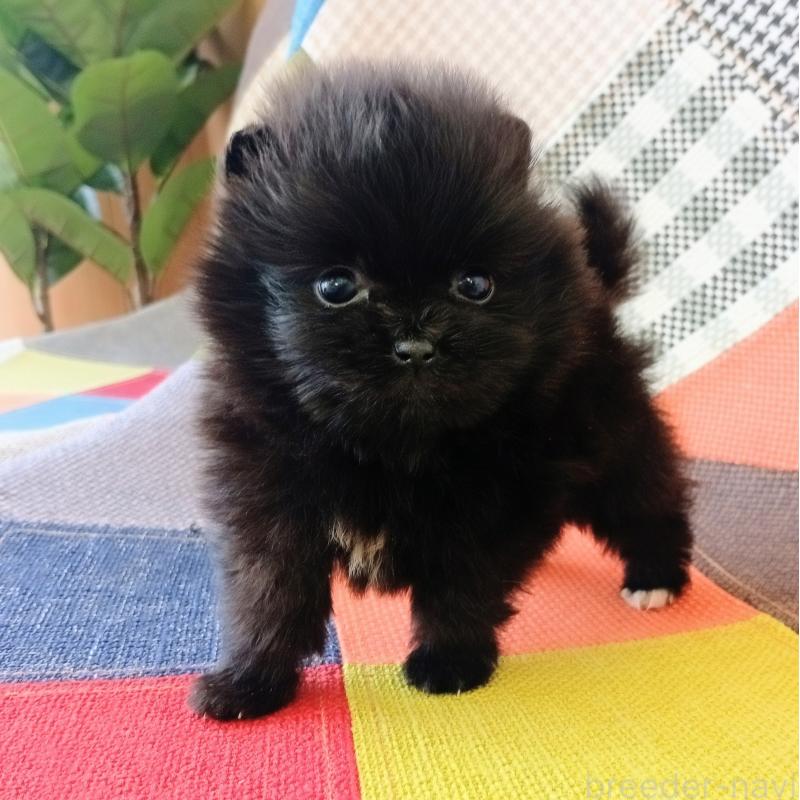 商談中の和歌山県のポメラニアン-455436の4枚目