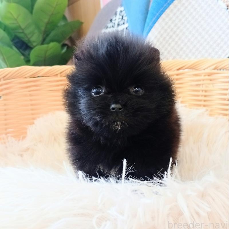 商談中の和歌山県のポメラニアン-455436の3枚目