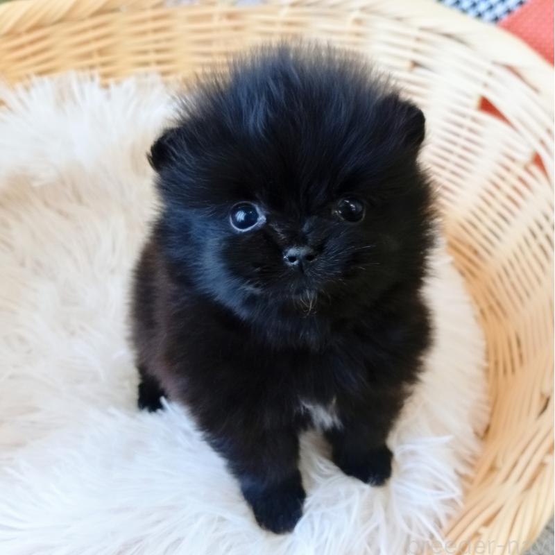 商談中の和歌山県のポメラニアン-455436の2枚目