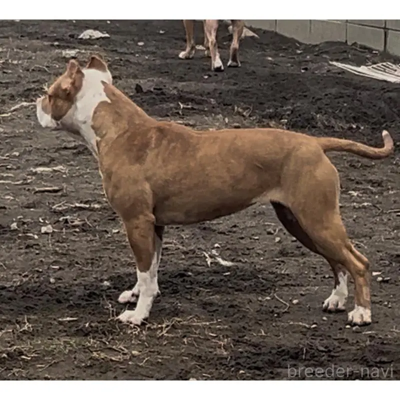 販売中の千葉県のアメリカンピットブルテリア-455437の6枚目