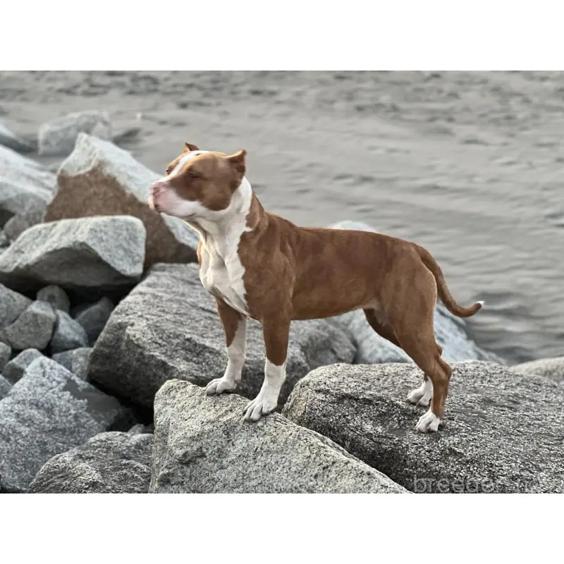 販売中の千葉県のアメリカンピットブルテリア-455437の5枚目