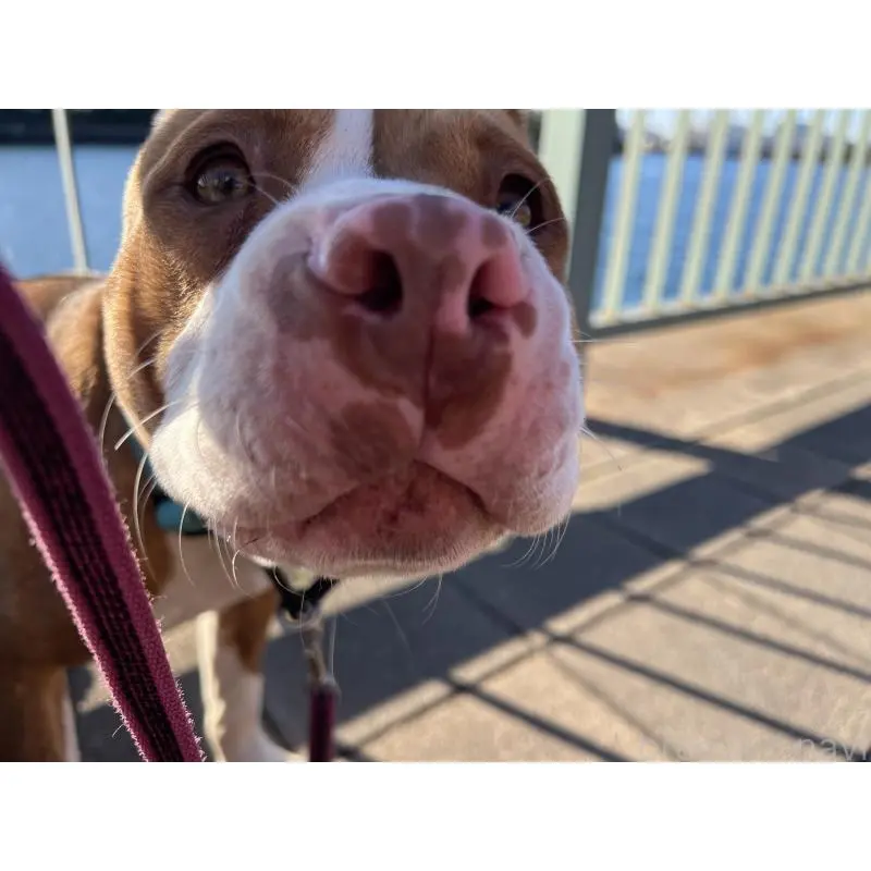 販売中の千葉県のアメリカンピットブルテリア-455437の3枚目