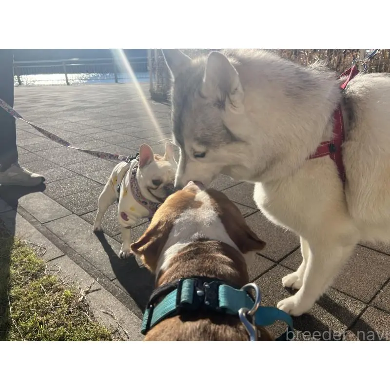 販売中の千葉県のアメリカンピットブルテリア-455437の2枚目