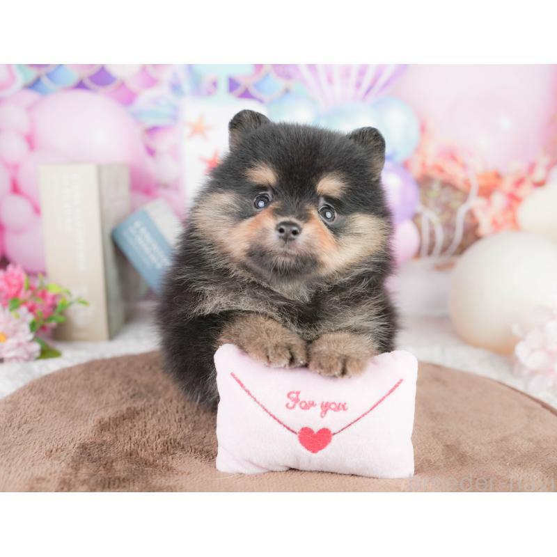 販売中の茨城県のポメラニアン-455635の11枚目