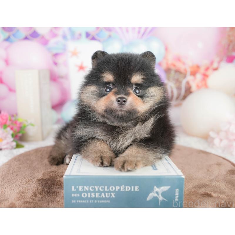 販売中の茨城県のポメラニアン-455635の9枚目