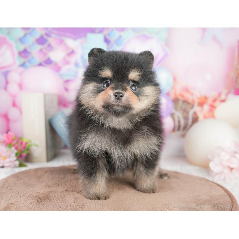 販売中の茨城県のポメラニアン-455635の6枚目