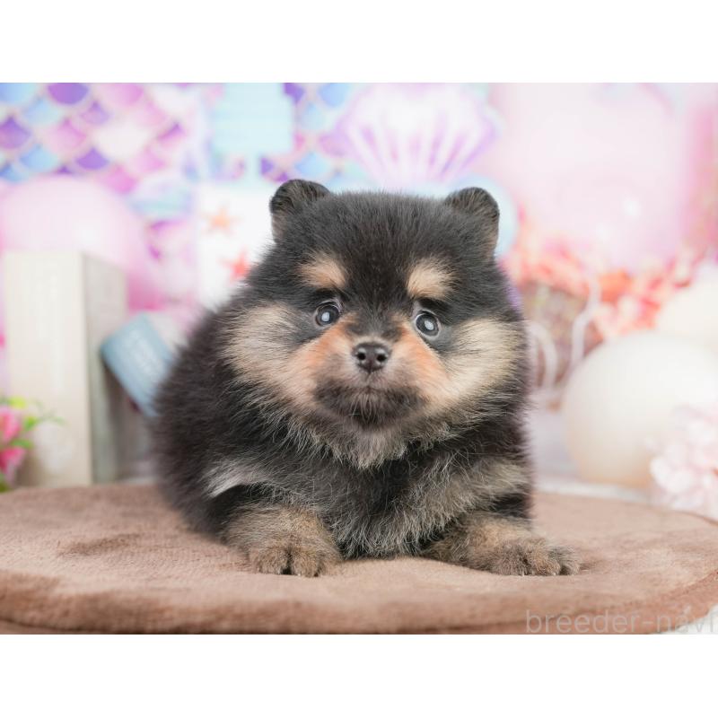 販売中の茨城県のポメラニアン-455635の5枚目