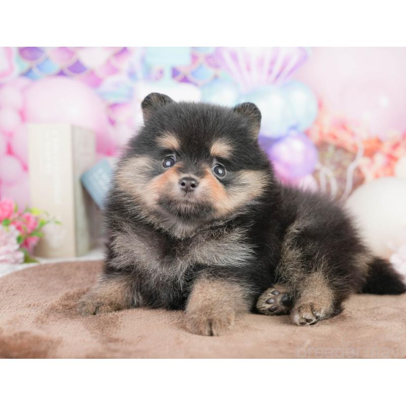 販売中の茨城県のポメラニアン-455635の3枚目