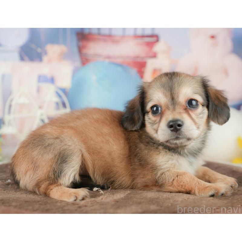 販売中の茨城県のチワックス:チワワ×ミニチュアダックスフンド-455654の12枚目