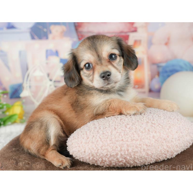 販売中の茨城県のチワックス:チワワ×ミニチュアダックスフンド-455654の11枚目