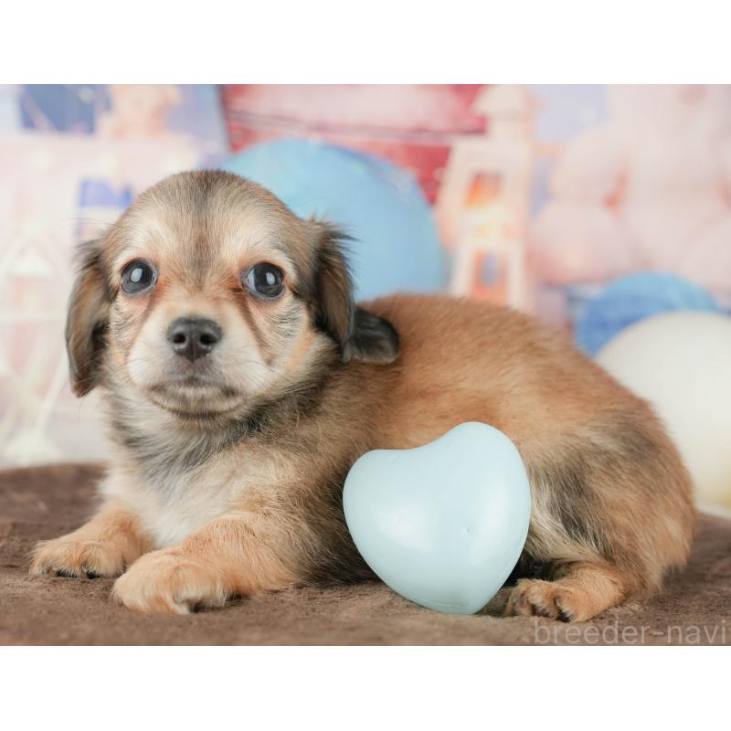 販売中の茨城県のチワックス:チワワ×ミニチュアダックスフンド-455654の9枚目