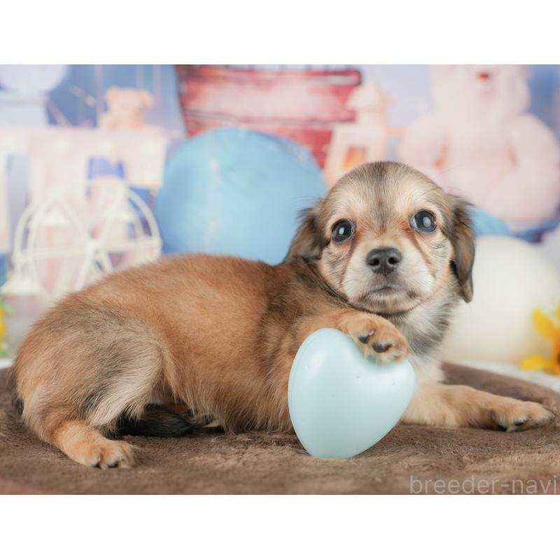 販売中の茨城県のチワックス:チワワ×ミニチュアダックスフンド-455654の8枚目