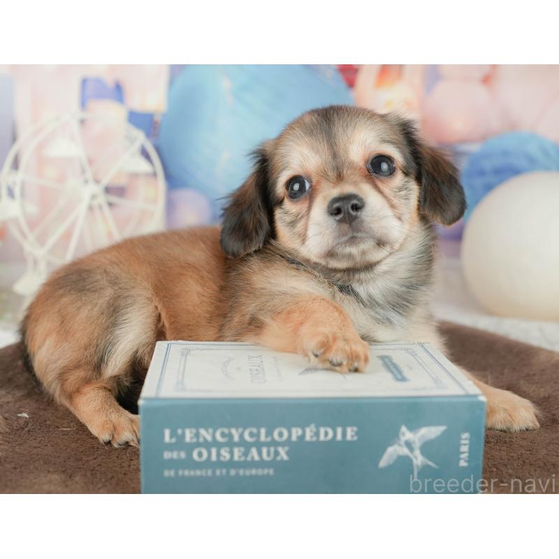 販売中の茨城県のチワックス:チワワ×ミニチュアダックスフンド-455654の7枚目