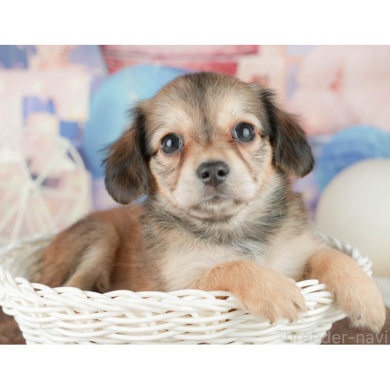 販売中の茨城県のチワックス:チワワ×ミニチュアダックスフンド-455654の5枚目