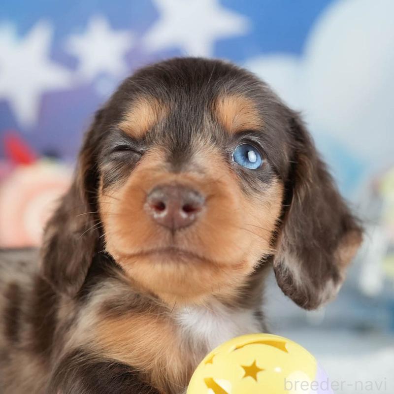 販売中の茨城県のミニチュアダックスフンド(ロングヘアード)-455652の8枚目