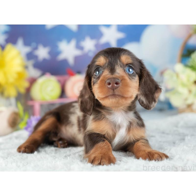 販売中の茨城県のミニチュアダックスフンド(ロングヘアード)-455652の7枚目