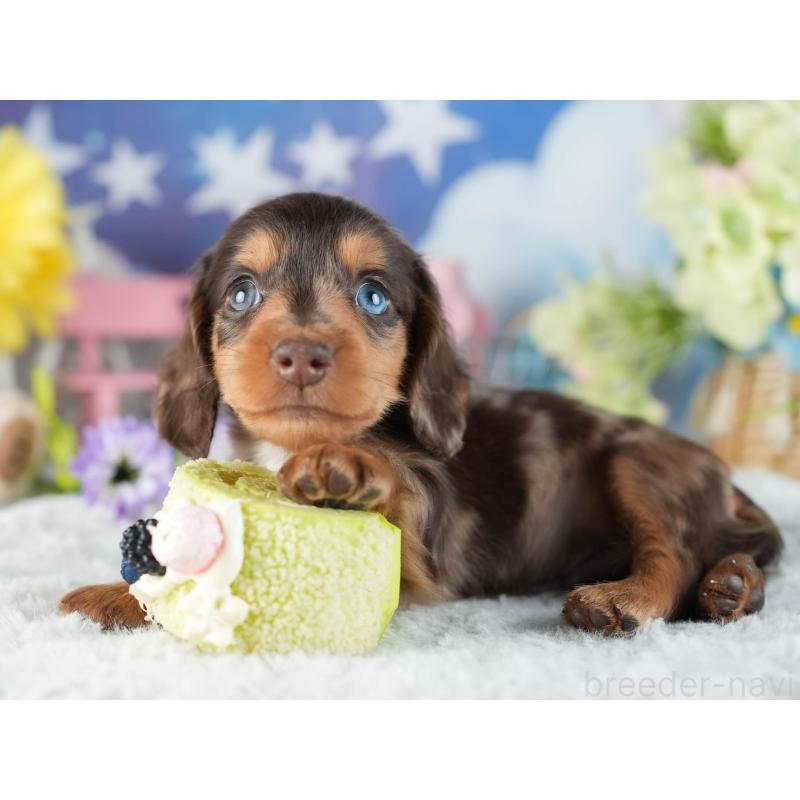 販売中の茨城県のミニチュアダックスフンド(ロングヘアード)-455652の6枚目