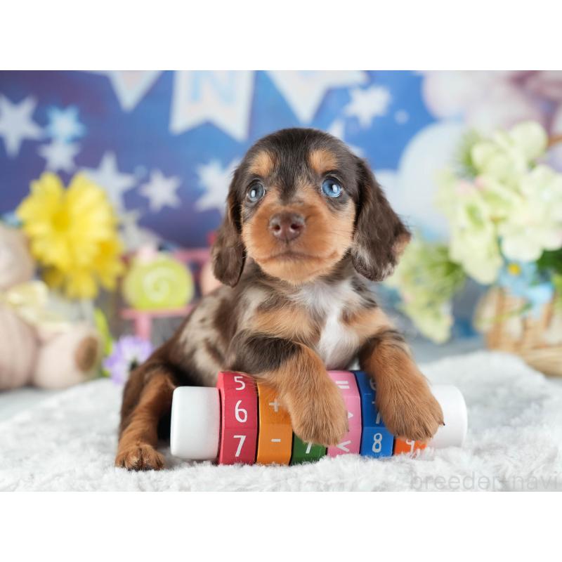 販売中の茨城県のミニチュアダックスフンド(ロングヘアード)-455652の5枚目