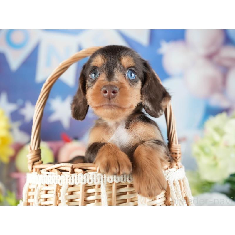 販売中の茨城県のミニチュアダックスフンド(ロングヘアード)-455652の4枚目