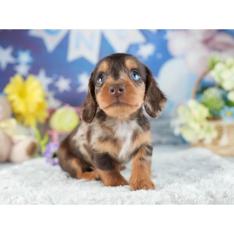 販売中の茨城県のミニチュアダックスフンド(ロングヘアード)-455652の3枚目