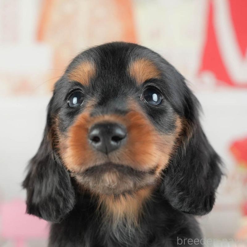 販売中の茨城県のミニチュアダックスフンド(ロングヘアード)-455656の8枚目