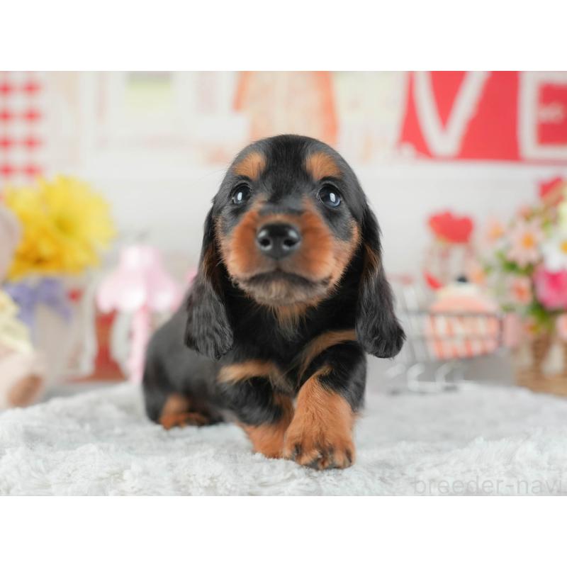 販売中の茨城県のミニチュアダックスフンド(ロングヘアード)-455656の7枚目