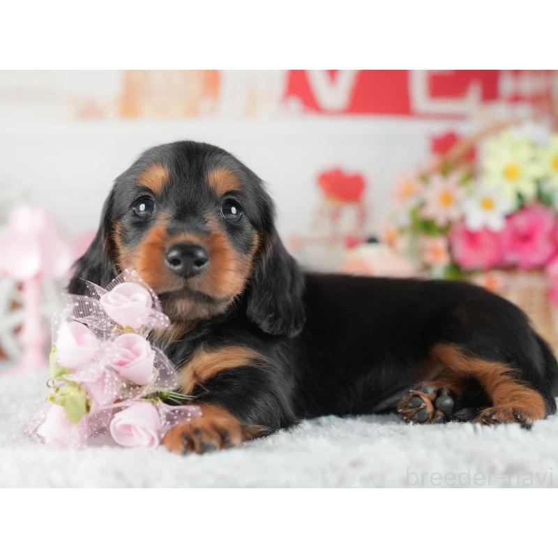 販売中の茨城県のミニチュアダックスフンド(ロングヘアード)-455656の6枚目