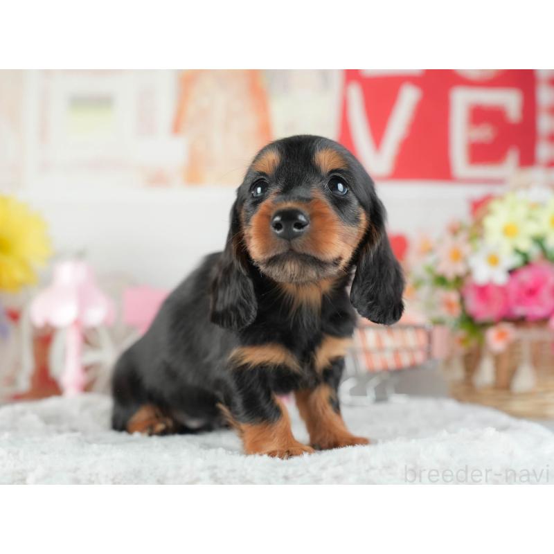 販売中の茨城県のミニチュアダックスフンド(ロングヘアード)-455656の4枚目