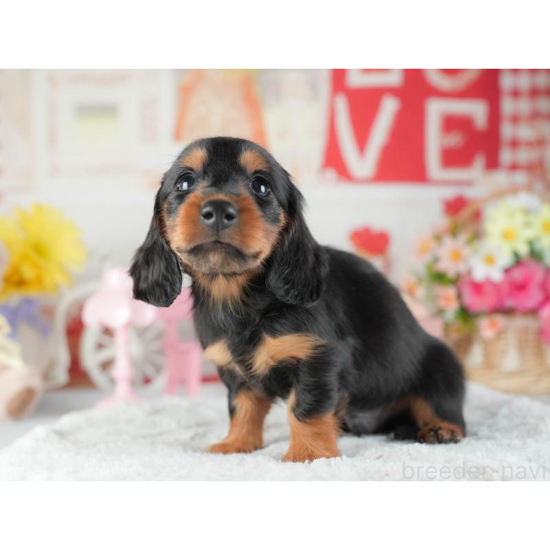 販売中の茨城県のミニチュアダックスフンド(ロングヘアード)-455656の3枚目