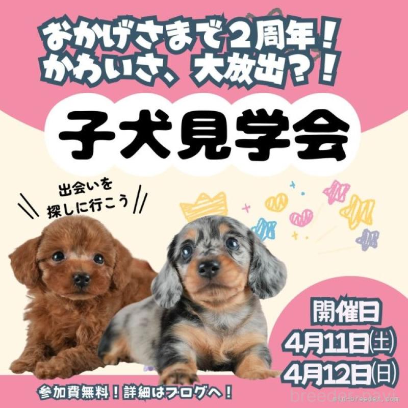 販売中の茨城県のミニチュアダックスフンド(ロングヘアード)-455657の17枚目