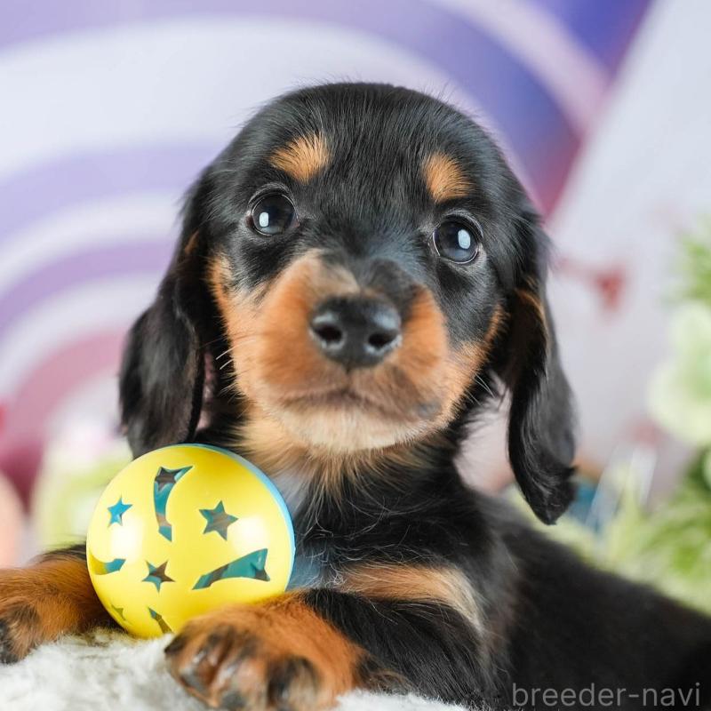 販売中の茨城県のミニチュアダックスフンド(ロングヘアード)-455657の9枚目