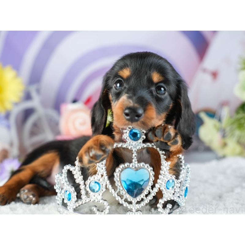 販売中の茨城県のミニチュアダックスフンド(ロングヘアード)-455657の8枚目