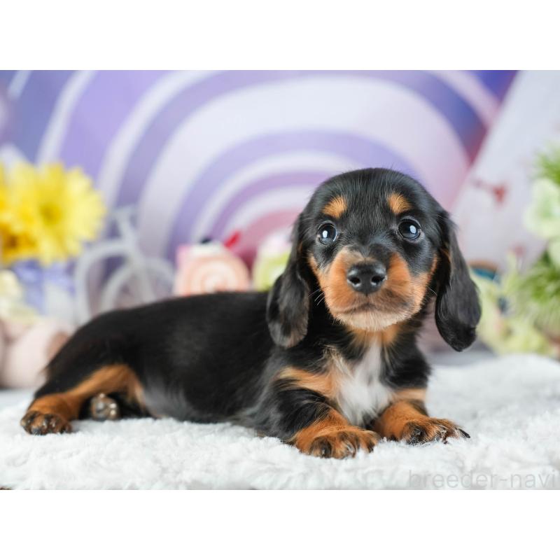 販売中の茨城県のミニチュアダックスフンド(ロングヘアード)-455657の6枚目