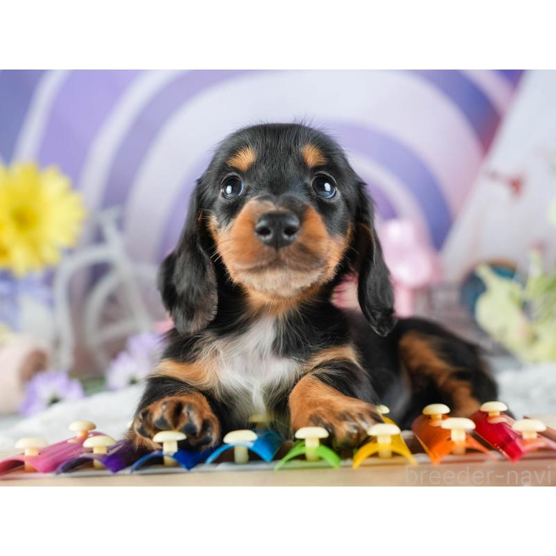 販売中の茨城県のミニチュアダックスフンド(ロングヘアード)-455657の5枚目