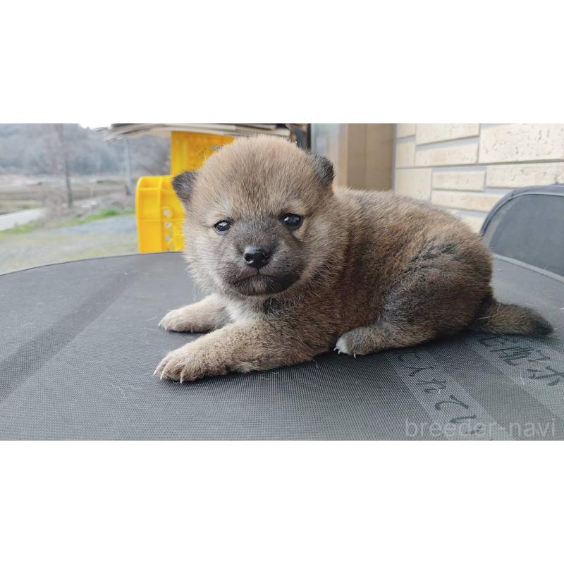 販売中の茨城県の柴犬-455438の3枚目