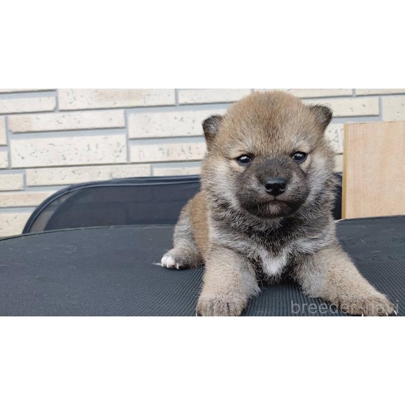 販売中の茨城県の柴犬-455438の4枚目