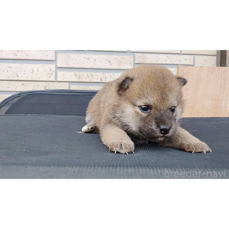 販売中の茨城県の柴犬-455438の2枚目