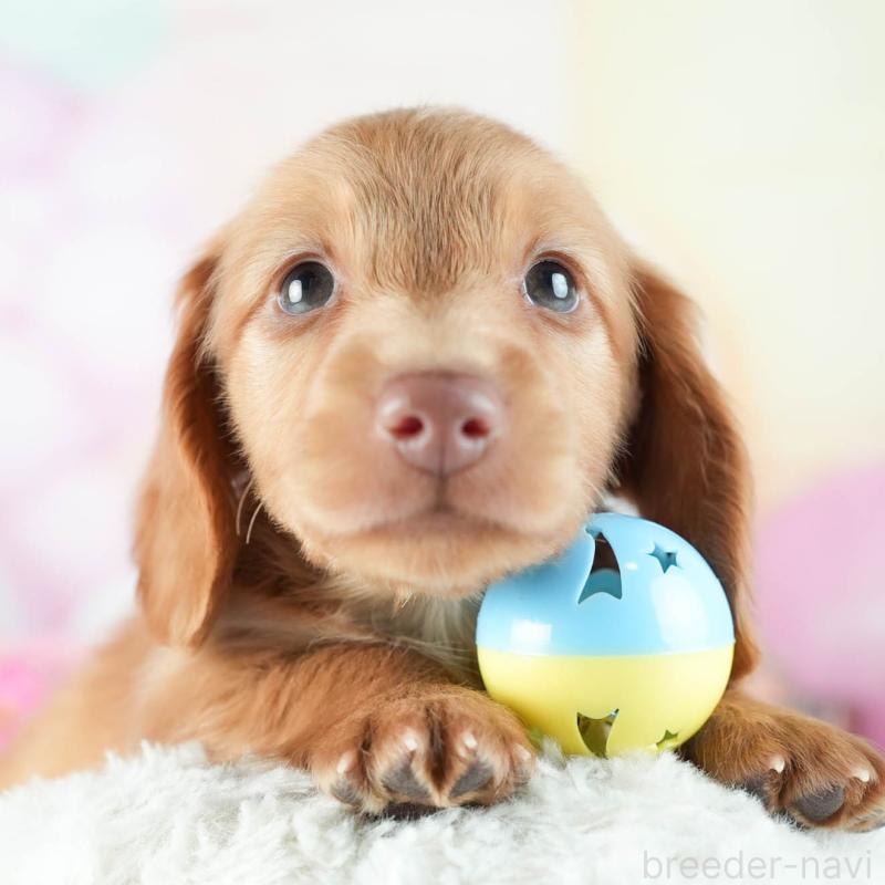 販売中の茨城県のミニチュアダックスフンド(ロングヘアード)-455658の8枚目