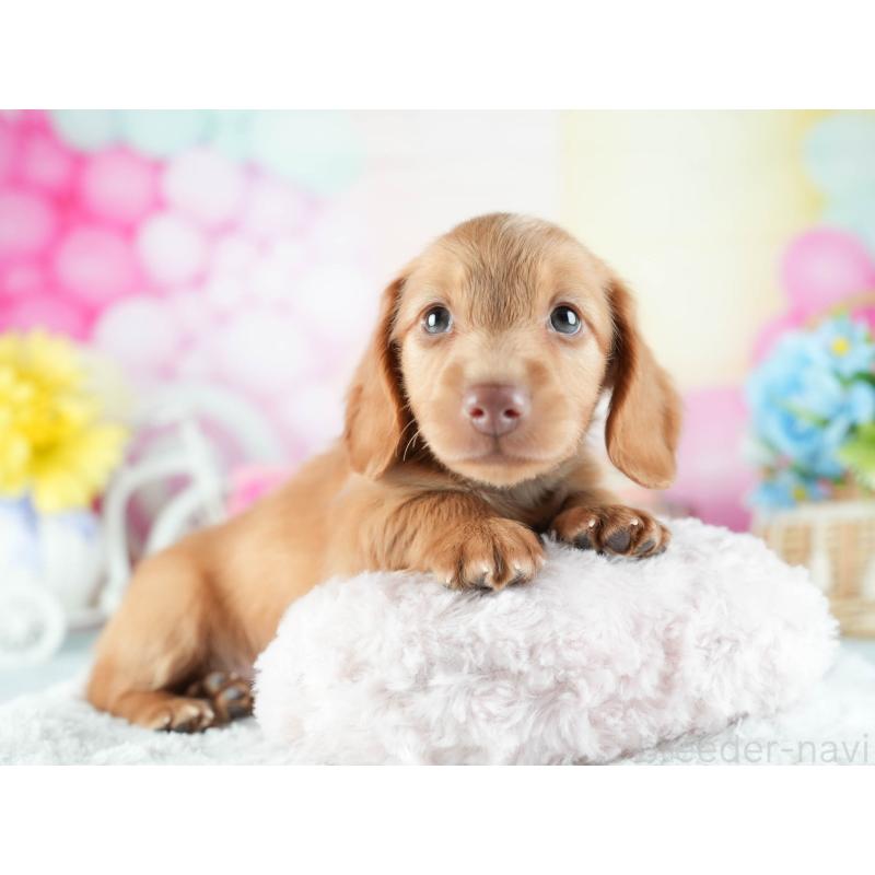 販売中の茨城県のミニチュアダックスフンド(ロングヘアード)-455658の7枚目