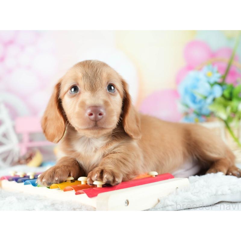 販売中の茨城県のミニチュアダックスフンド(ロングヘアード)-455658の6枚目