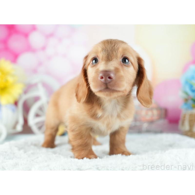 販売中の茨城県のミニチュアダックスフンド(ロングヘアード)-455658の5枚目